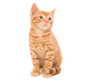 Gato > Snacks