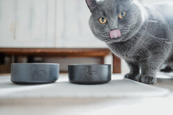 Gato