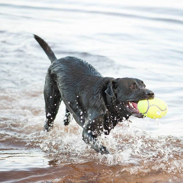 Kong Fútbol AirDog Squeaker