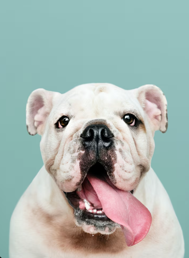 Andorra Pets by Yorky's