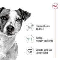 Royal Canin Mini Adult Size S