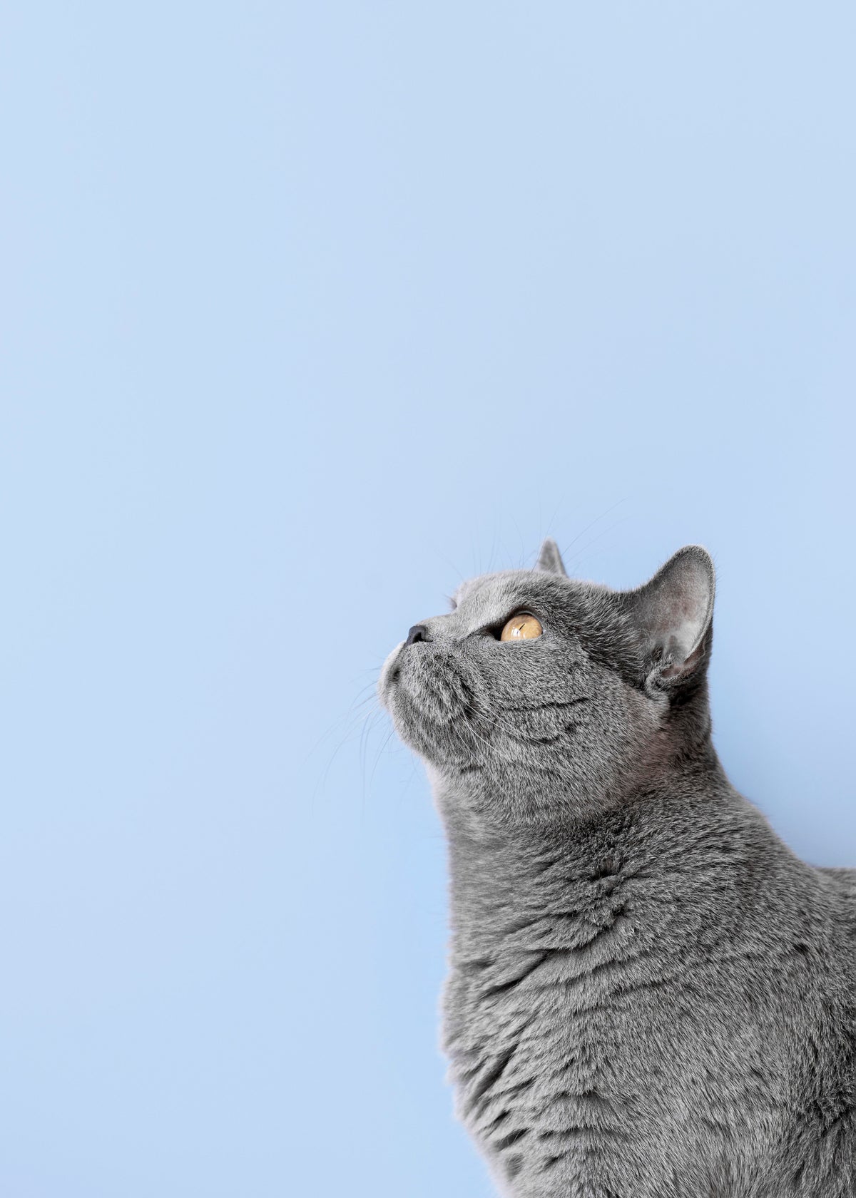 Gatos
