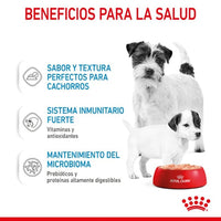 Royal Canin Starter Mommy & Baby